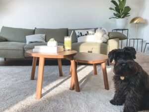 7 dicas para cuidar melhor do seu pet em apartamento