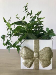 Como Cultivar Plantas em Apartamento