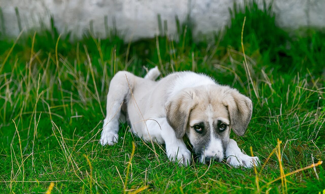 Como saber se o cachorro está doente?