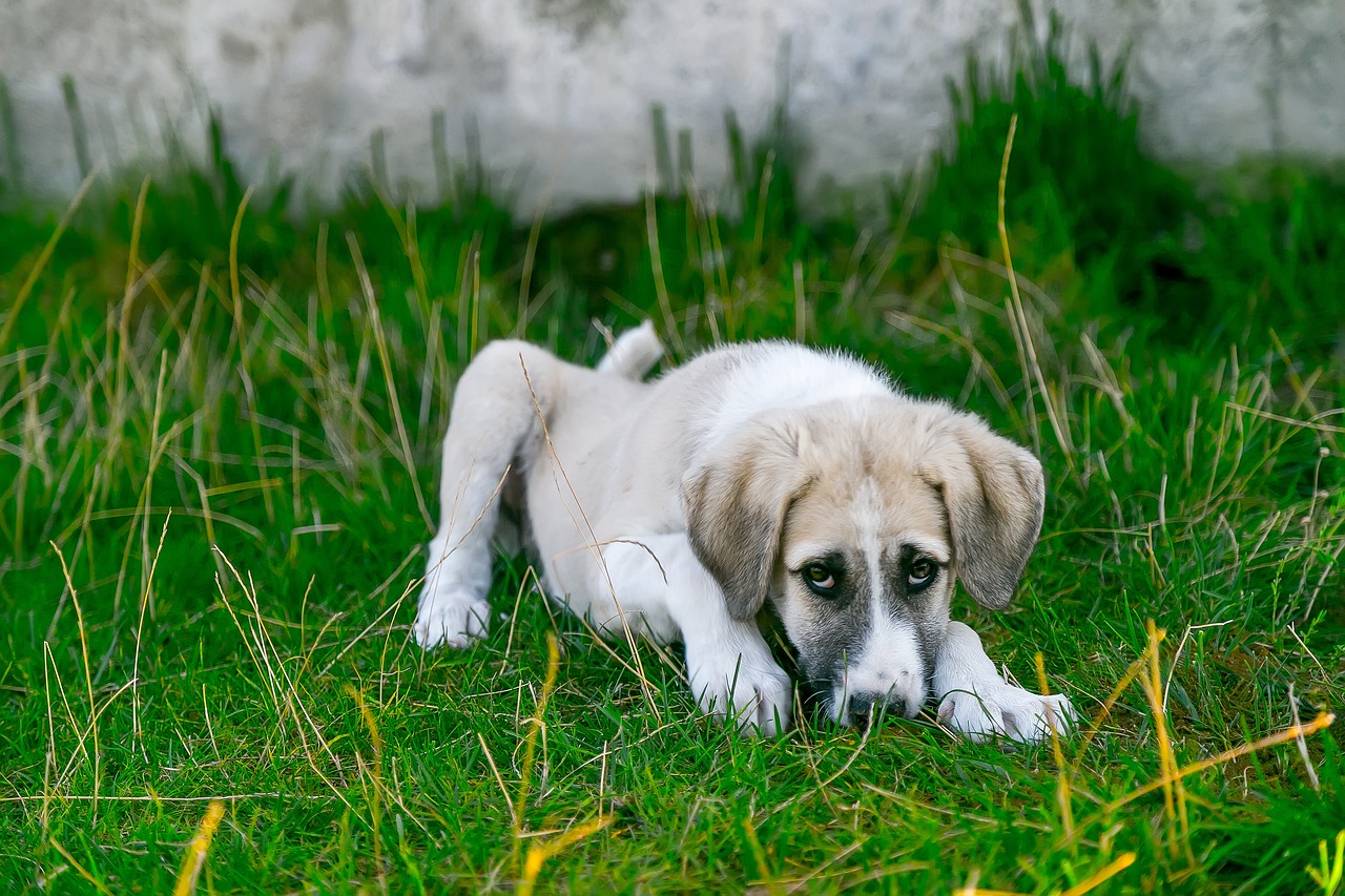 Como saber se o cachorro está doente?