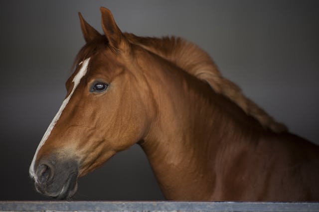 Clembuterol termogênico para cavalos: qual sua finalidade?