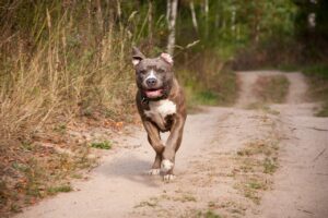 Diferenças entre o American Staffordshire Terrier e o Rottweiler