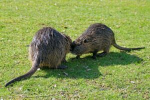 ratazana
