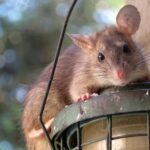 rato de telhado