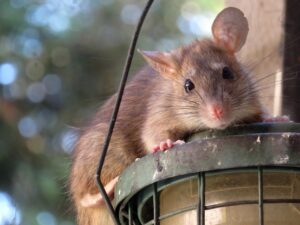 rato de telhado