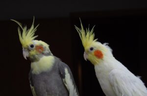 Como Criar Pássaros em Casa