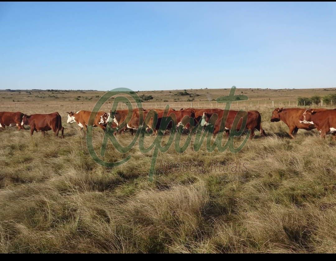 fazendas no paraguai