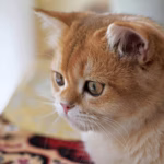 O charme silencioso e a independência encantadora do gato British Shorthair
